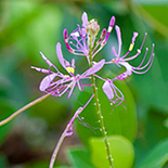 Cleome hirta